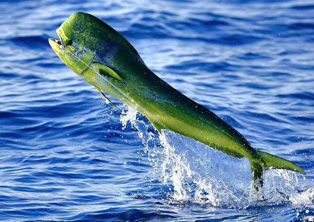 Mahi - Mahi